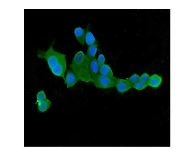 CLPX Antibody in Immunocytochemistry (ICC/IF)