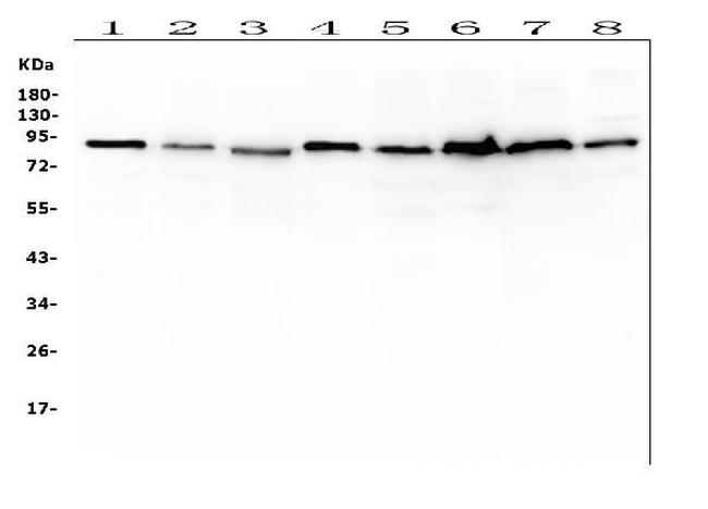 UBA2 Antibody in Western Blot (WB)