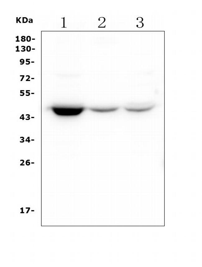 HOMER3 Antibody in Western Blot (WB)