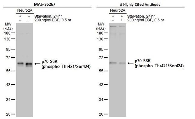 Phospho-p70 S6 Kinase (Thr421, Ser424) Antibody in Western Blot (WB)