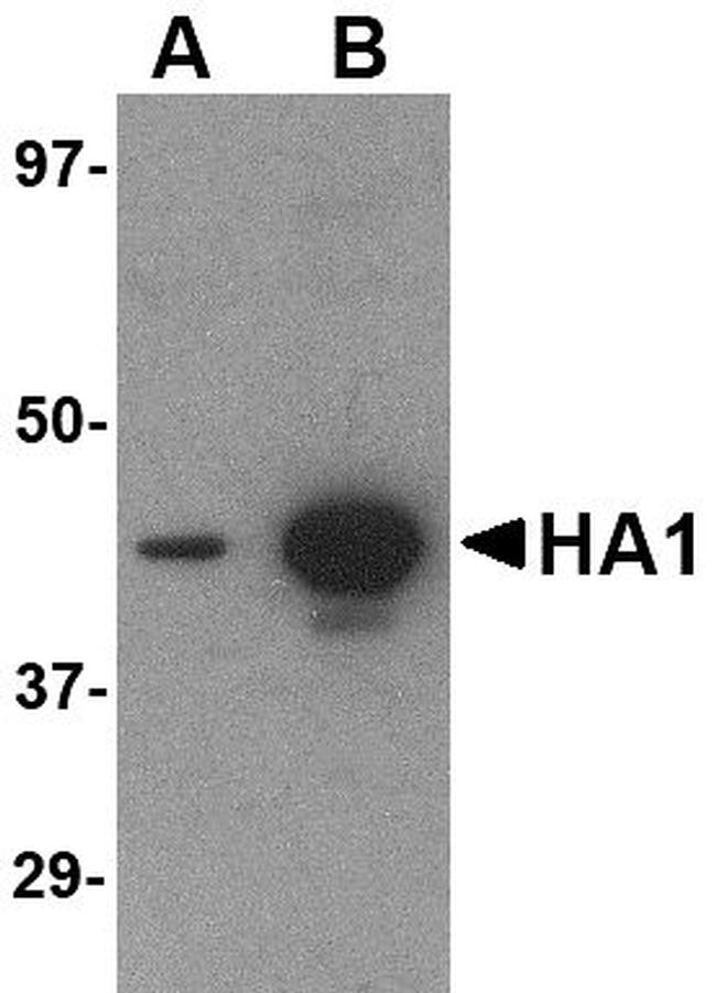 Hemagglutinin Antibody in Western Blot (WB)