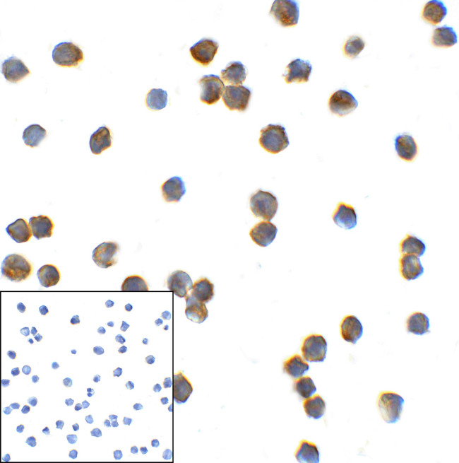 TMIGD2 Antibody in Immunocytochemistry (ICC/IF)