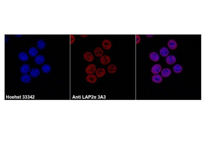 LAP2 Antibody in Immunocytochemistry (ICC/IF)