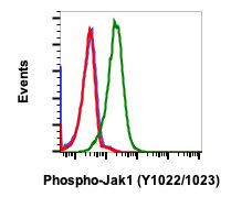 Phospho-Jak1 (Tyr1034, Tyr1035) Antibody in Flow Cytometry (Flow)
