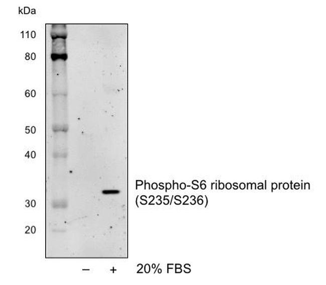 Phospho-S6 Ribosomal Protein (Ser235, Ser236) Antibody in Western Blot (WB)