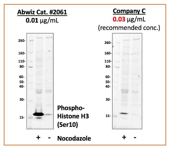 Phospho-Histone H3 (Ser10) Antibody in Western Blot (WB)
