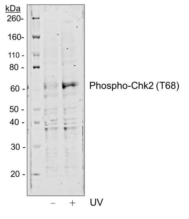 Phospho-Chk2 (Thr68) Antibody in Western Blot (WB)