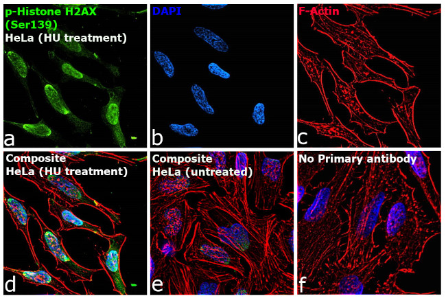 Phospho-Histone H2A.X (Ser139) Antibody in Immunocytochemistry (ICC/IF)