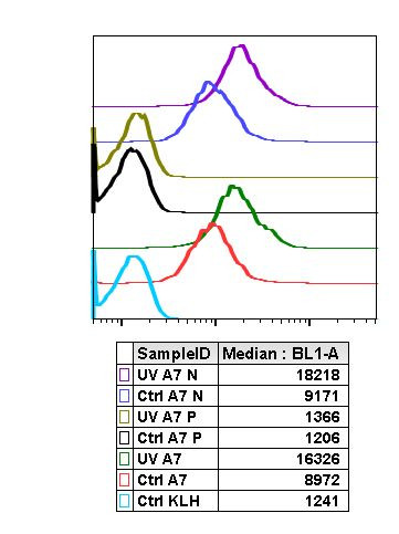 Phospho-RelB (Ser552) Antibody in Flow Cytometry (Flow)