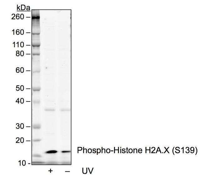 Phospho-Histone H2A.X (Ser139) Antibody in Western Blot (WB)