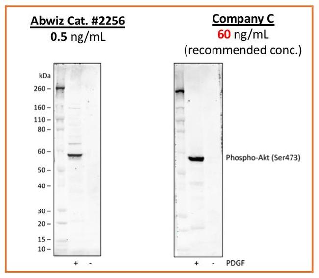 Phospho-Akt1 (Ser473) Antibody in Western Blot (WB)