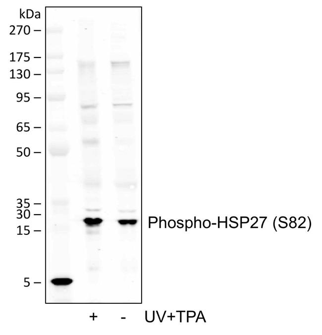 Phospho-HSP27 (Ser82) Antibody in Western Blot (WB)