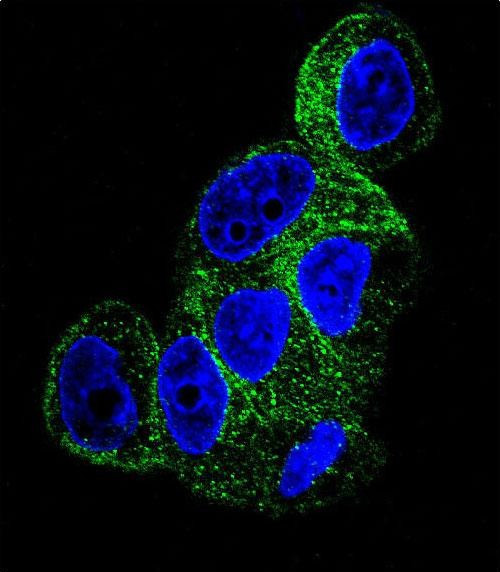 TUBB1 Antibody in Immunocytochemistry (ICC/IF)