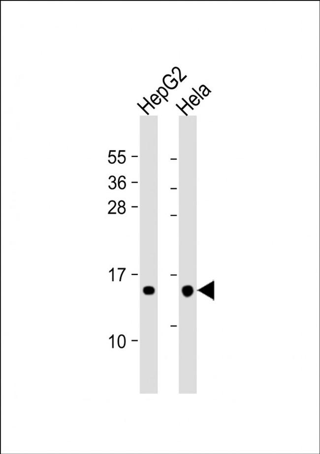 THEM2 Antibody in Western Blot (WB)
