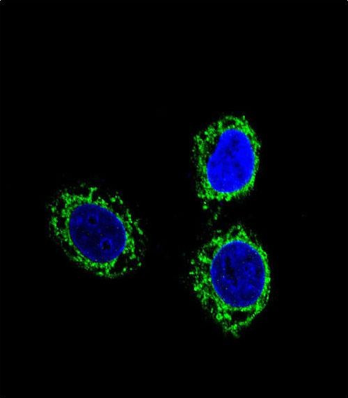 Nephrin Antibody in Immunocytochemistry (ICC/IF)