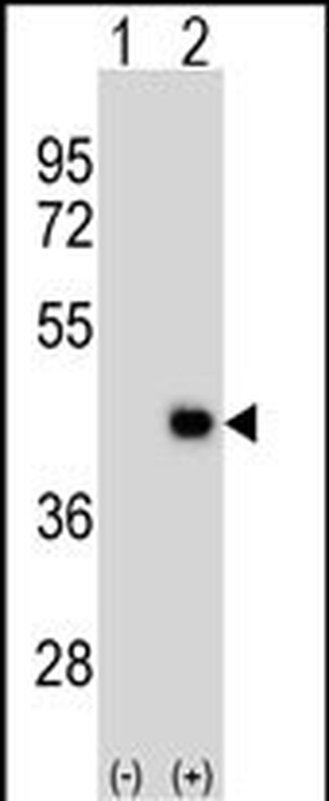 DPPA2 Antibody in Western Blot (WB)