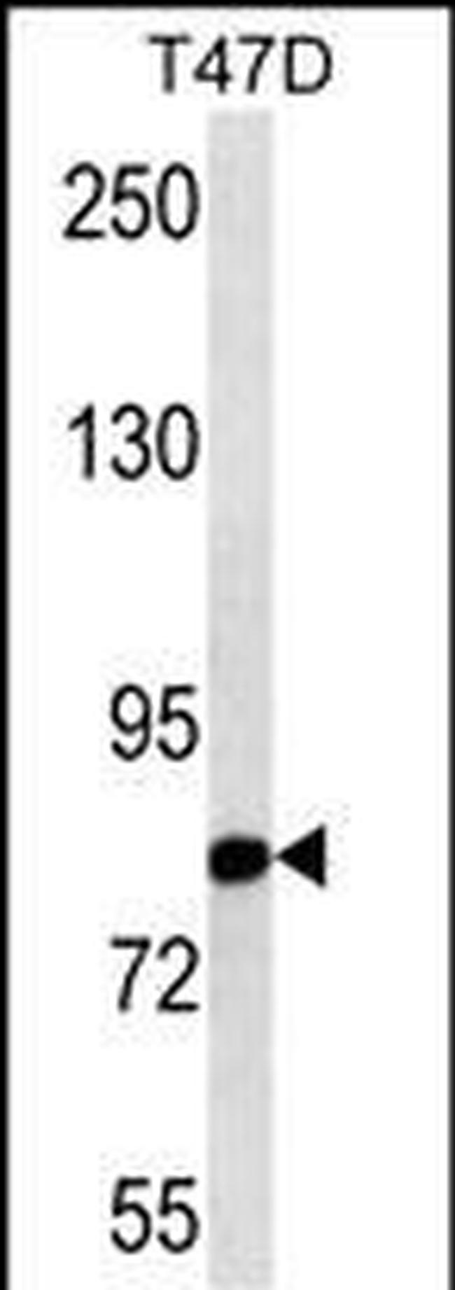 Nuclear Matrix Protein p84 Antibody in Western Blot (WB)