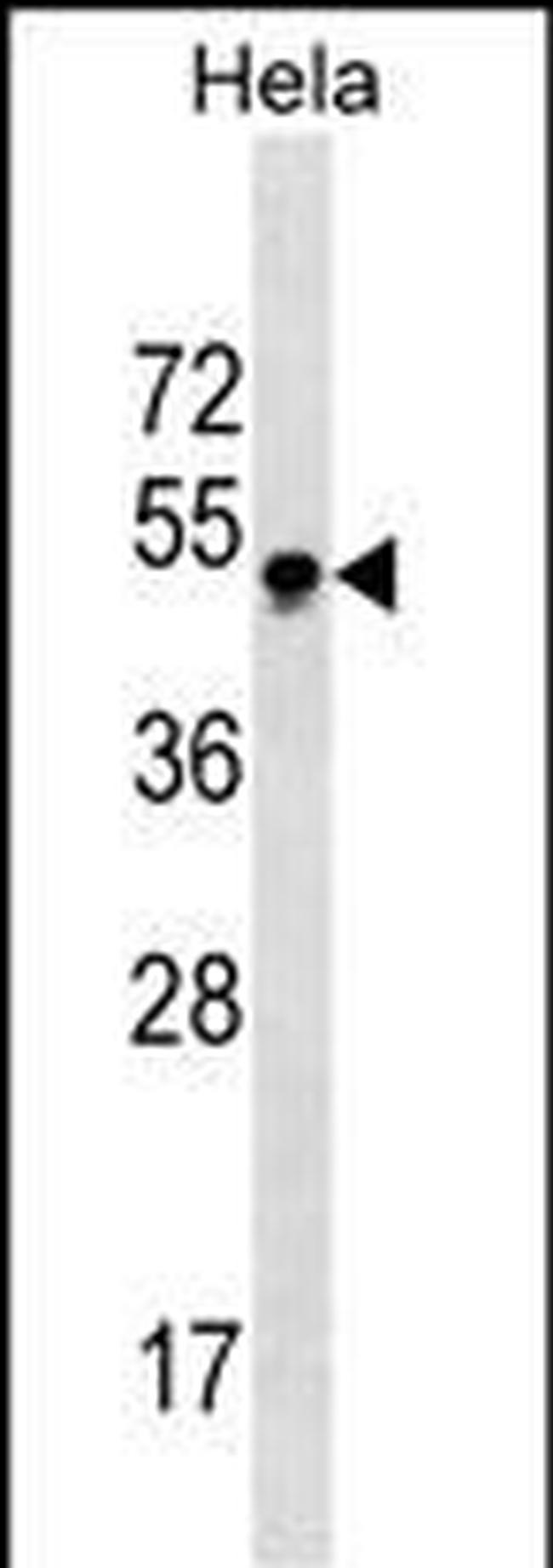 GBX2 Antibody in Western Blot (WB)