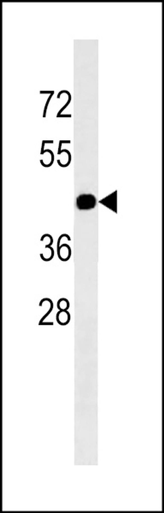 Connexin 47 Antibody in Western Blot (WB)