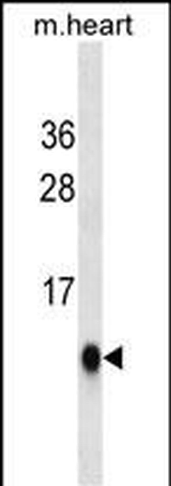 UBL5 Antibody in Western Blot (WB)