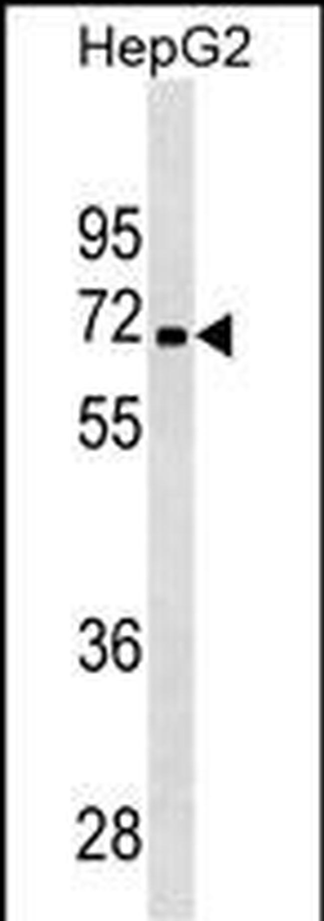 PDK3 Antibody in Western Blot (WB)