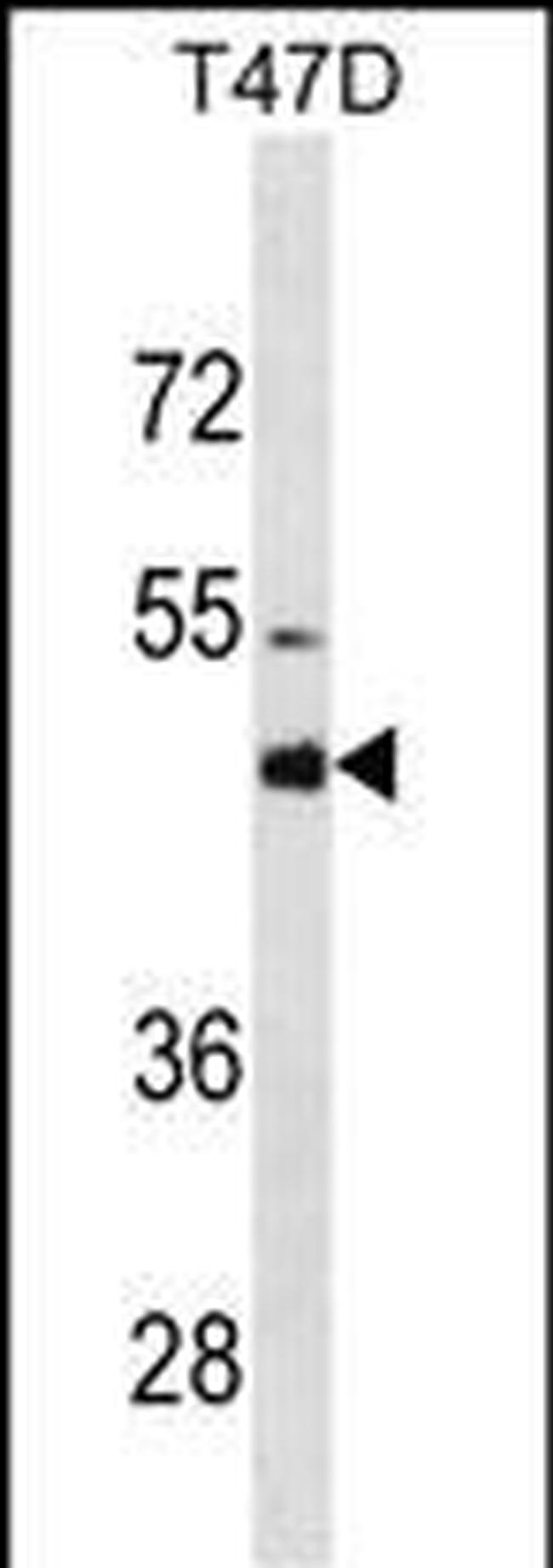 CYP3A4 Antibody in Western Blot (WB)