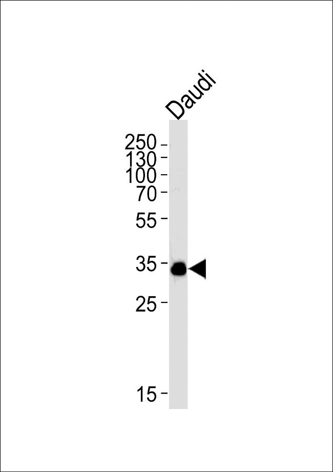 BOB-1 Antibody in Western Blot (WB)