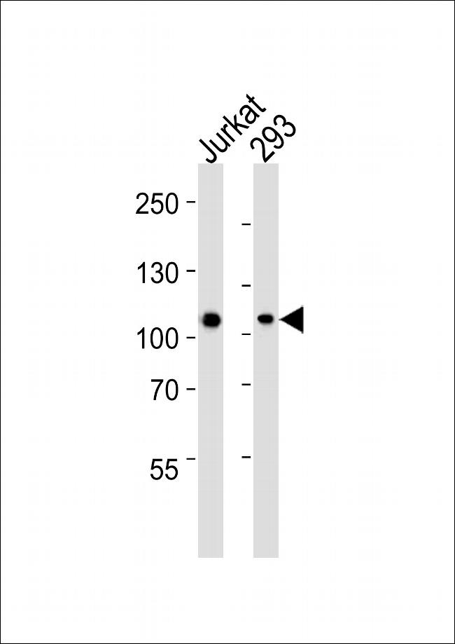 MAGED1 Antibody in Western Blot (WB)