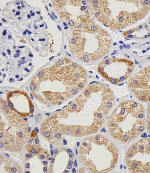 VWF Antibody in Immunohistochemistry (Paraffin) (IHC (P))