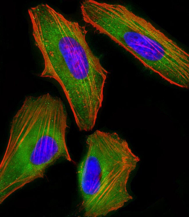 FAM120A Antibody in Immunocytochemistry (ICC/IF)