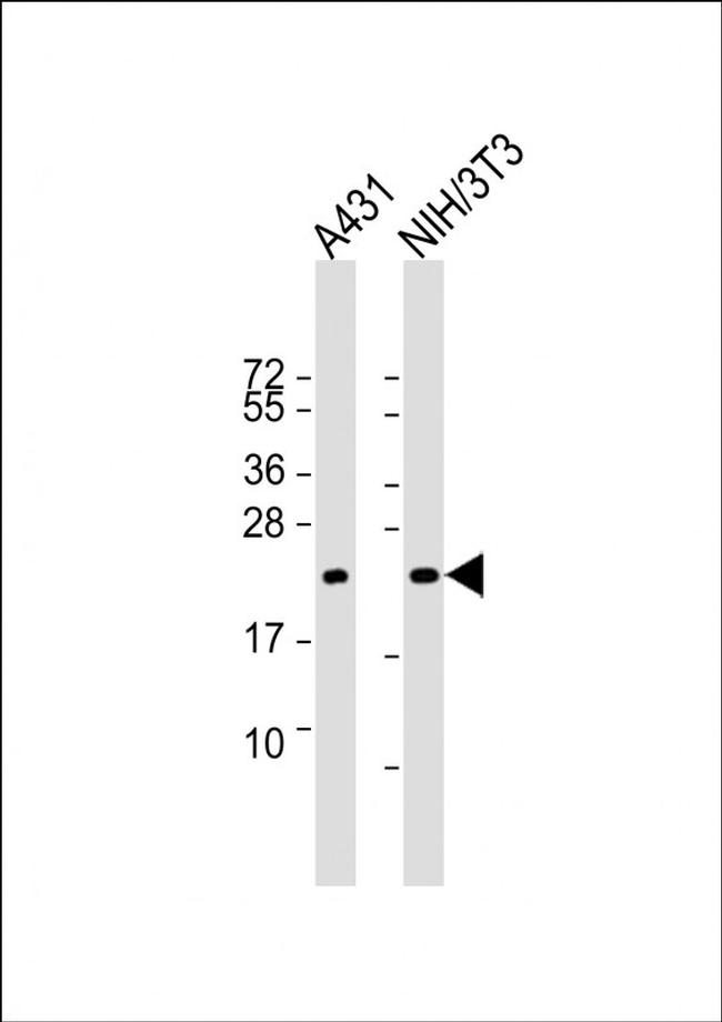 RRAS2 Antibody in Western Blot (WB)
