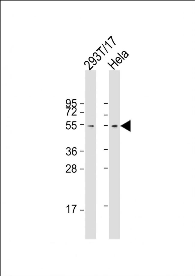 FZR1 Antibody in Western Blot (WB)