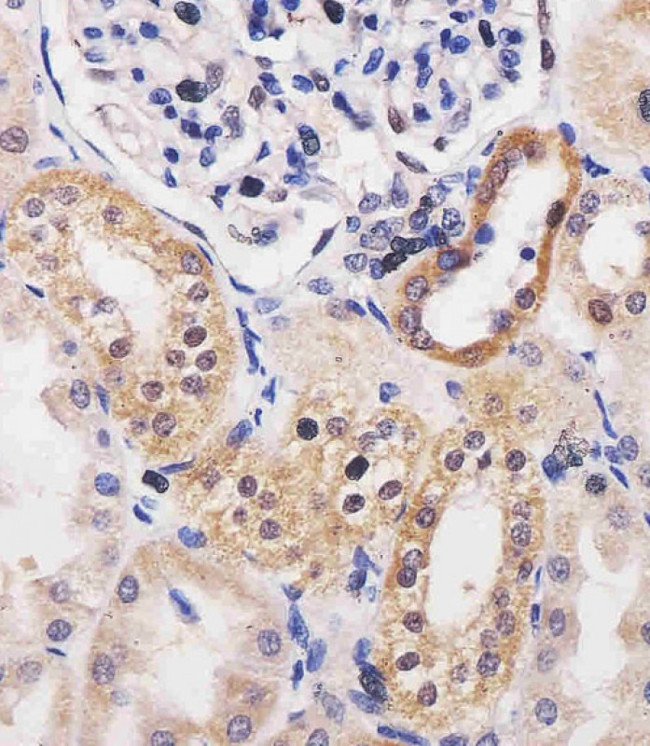 Adenosine Kinase Antibody in Immunohistochemistry (Paraffin) (IHC (P))
