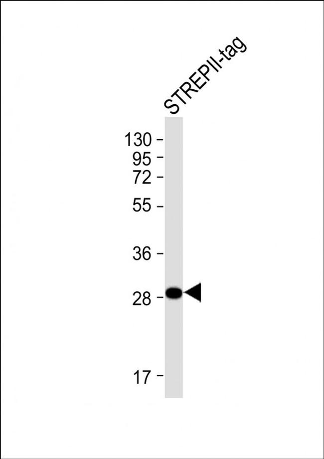 Strep Tag II Antibody in Western Blot (WB)