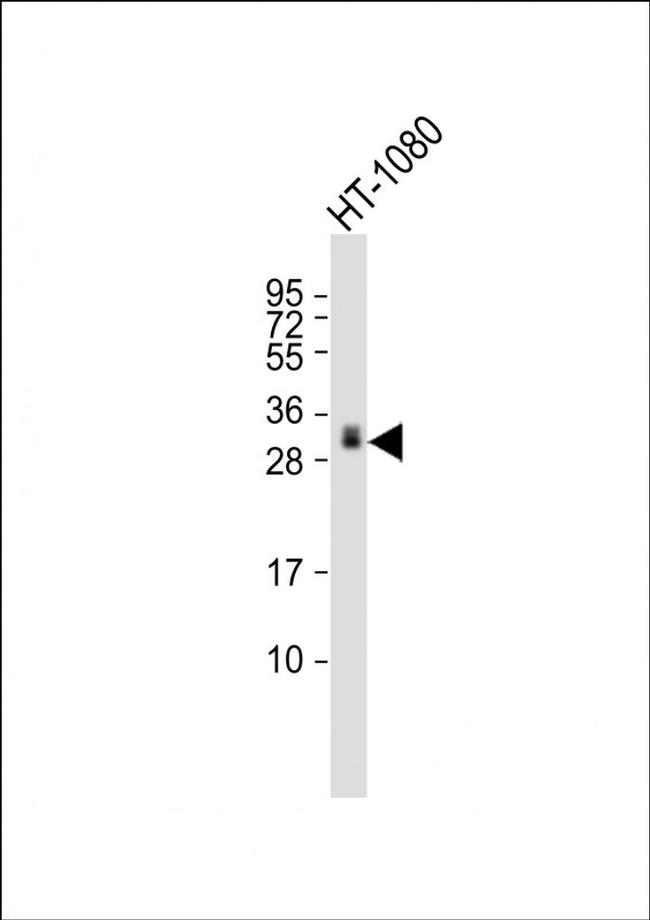 GDF15 Antibody in Western Blot (WB)