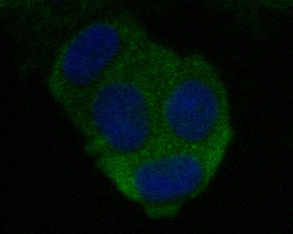 CEACAM6 Antibody in Immunocytochemistry (ICC/IF)