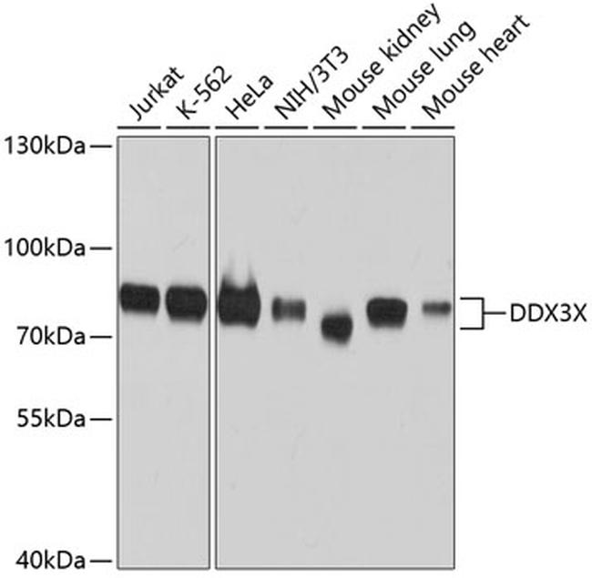 DDX3 Antibody in Western Blot (WB)