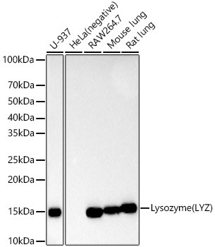 Lysozyme Antibody in Western Blot (WB)