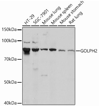 GOLPH2 Antibody in Western Blot (WB)