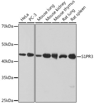 EDG3 Antibody in Western Blot (WB)