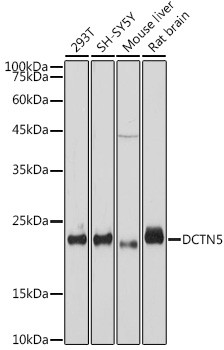 DCTN5 Antibody in Western Blot (WB)