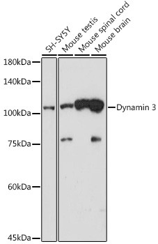 Dynamin 3 Antibody in Western Blot (WB)