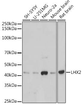 LHX2 Antibody in Western Blot (WB)