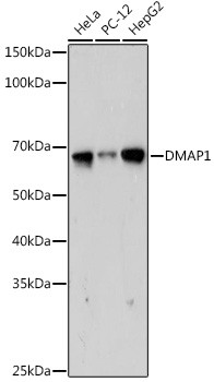 DMAP1 Antibody in Western Blot (WB)