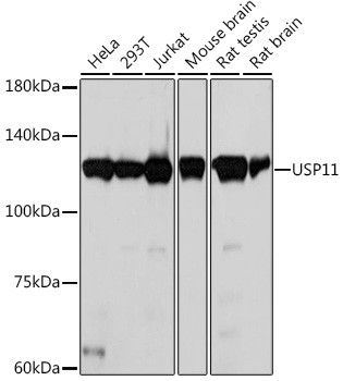 USP11 Antibody in Western Blot (WB)