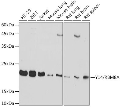 RBM8A Antibody in Western Blot (WB)