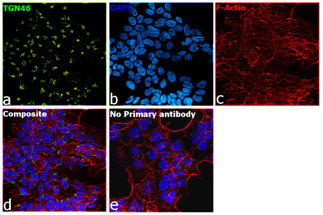 TGN46 Antibody in Immunocytochemistry (ICC/IF)