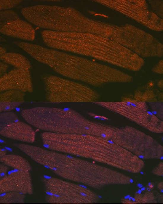 SERCA1 ATPase Antibody in Immunocytochemistry (ICC/IF)