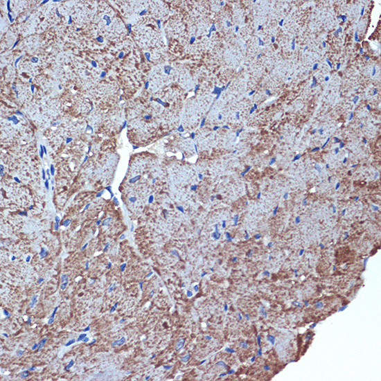Cdc42EP1 Antibody in Immunohistochemistry (Paraffin) (IHC (P))
