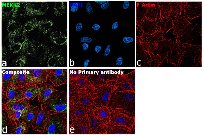 MEKK2 Antibody in Immunocytochemistry (ICC/IF)